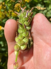 Sidalcea oregana eximia