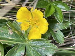 Potentilla aurea