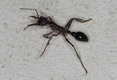 Myrmecia forficata