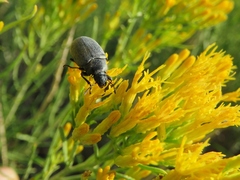 Bothrotes canaliculatus