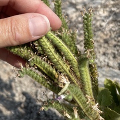Phacelia integrifolia