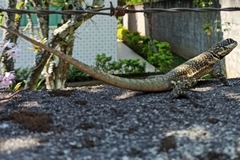 Tropidurus