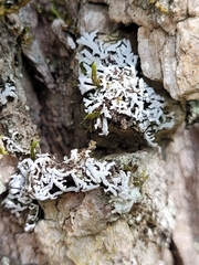 Physconia subpallida