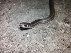 Tantilla melanocephala