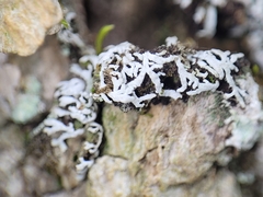 Physconia subpallida