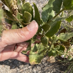 Phacelia integrifolia