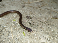 Tantilla melanocephala