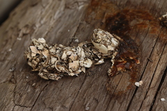 Vertebrata