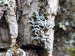 Physconia subpallida