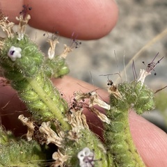 Phacelia integrifolia