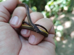 Tantilla melanocephala