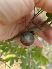 Andricus quercuscalifornicus