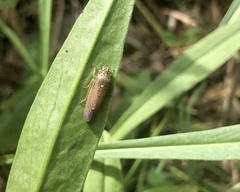 Paraulacizes irrorata
