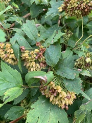 Physocarpus opulifolius