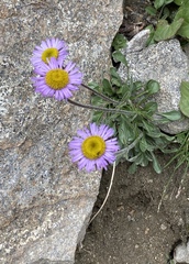 Erigeron glacialis