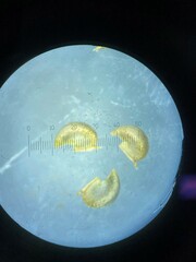 Sidalcea oregana eximia