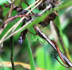 Micrommata