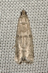 Ephestia elutella