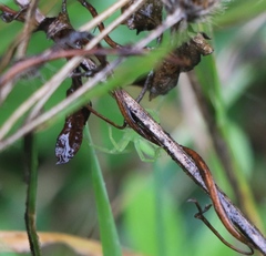 Micrommata