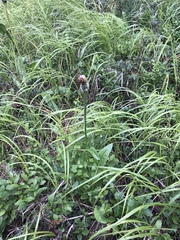 Hypochaeris uniflora