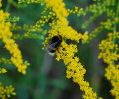 Bombus