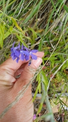 Lobelia anatina
