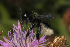 Megachile xylocopoides