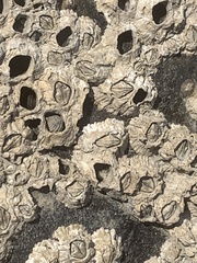 Hexanauplia