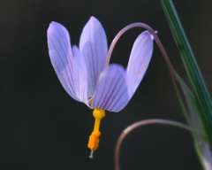 Olsynium scirpoideum