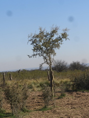 Geoffroea decorticans