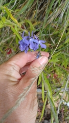 Lobelia anatina