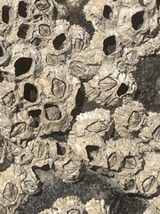 Hexanauplia