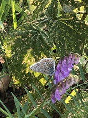 Polyommatus icarus