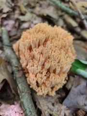 Ramaria