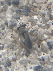 Geocoris