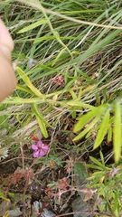 Lobelia anatina