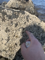 Hexanauplia