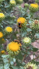 Chauliognathus basalis
