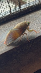 Carineta rufescens