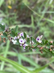 Lespedeza cuneata