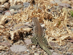 Aspidoscelis costatus