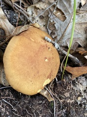 Hemileccinum rubropunctum