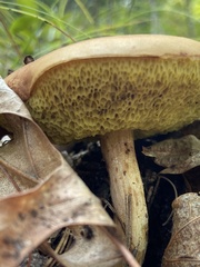 Hemileccinum rubropunctum