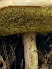 Hemileccinum rubropunctum