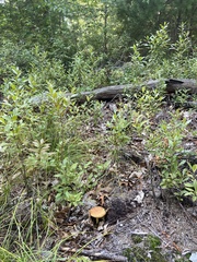 Hemileccinum rubropunctum