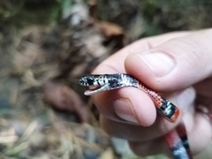 Erythrolamprus bizona