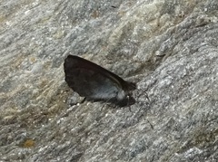 Erebia tyndarus