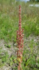 Amaranthus hybridus