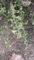 Symphyotrichum falcatum