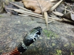 Erythrolamprus bizona